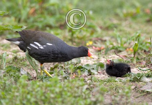 Moorhen and Chick DM0975